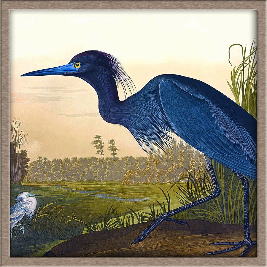 audubon-birds-of-america-havell-gallery-icon-orchard-arts.jpg