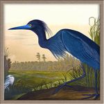 audubon-birds-of-america-havell-gallery-icon-orchard-arts.jpg
