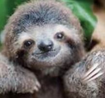 wood - sloth.JPG