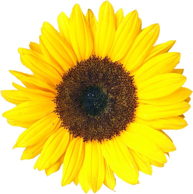 sunflower.jpg