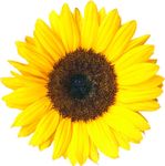 sunflower.jpg