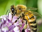 honey-bee-foraging-side-view.jpg