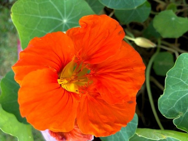 Wow that is a bright flower.jpg