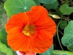 Wow that is a bright flower.jpg