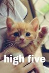 highfivekitten.jpg