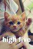 highfivekitten.jpg