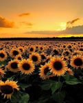 sunflowers.jpg