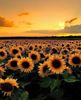 sunflowers.jpg