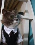 cat.jpg