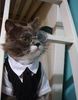 cat.jpg