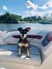 Dog pic.jpg