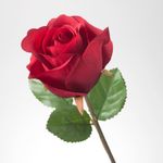 Rose.jpg