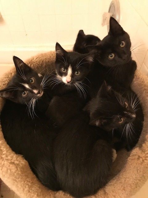 Kitten Pile.jpg