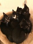 Kitten Pile.jpg