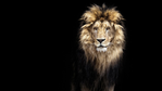 lion.png