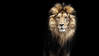 lion.png
